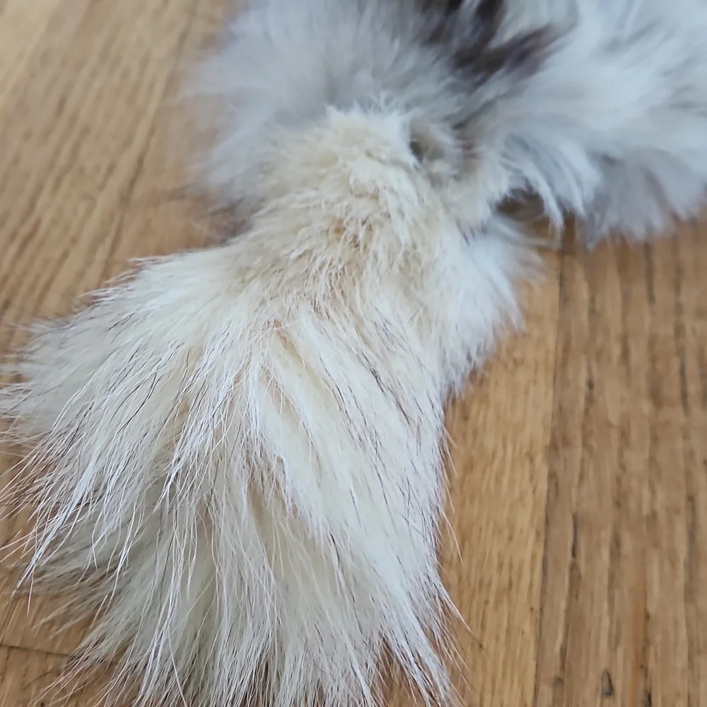 Vintage Fox Fur Scarf Collar OS